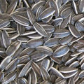 sementes de girassol pretas grandes / pretas com sementes de girassol listradas brancas / suprimentos de fábrica
